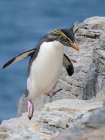 Moseleys penguin also called Northern Rockhopper penguin on Bleaker Island. Falkland Islands. Coastal Print